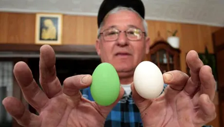 Gaina care depune oua verzi