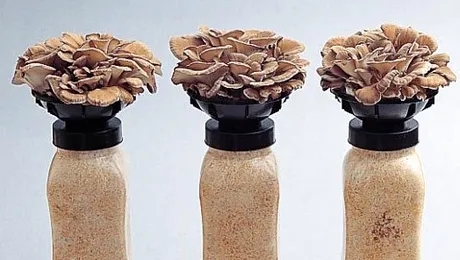 Ciupercile shiitake și maitake, beneficii și proprietăți