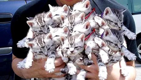 IKEA a eliberat 100 de pisici intr-unul din magazine (Video)