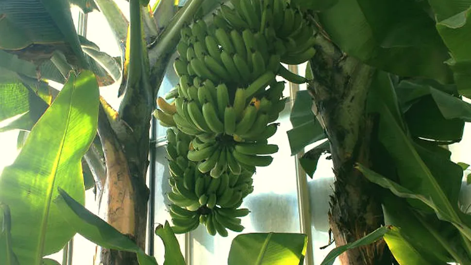 Cum crește bananierul?