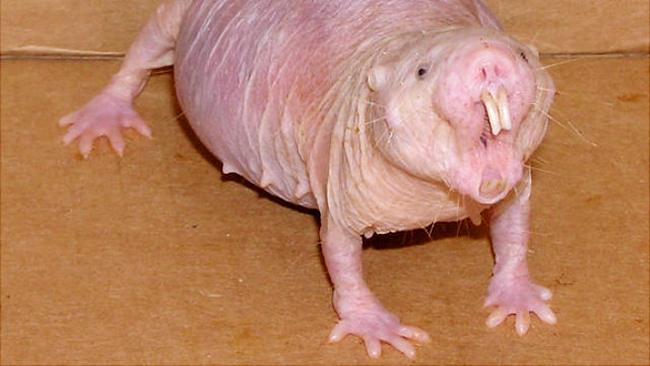 naked mole rat