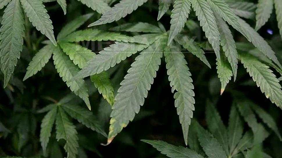 Jumatate dintre americani vor legalizarea marijuanei