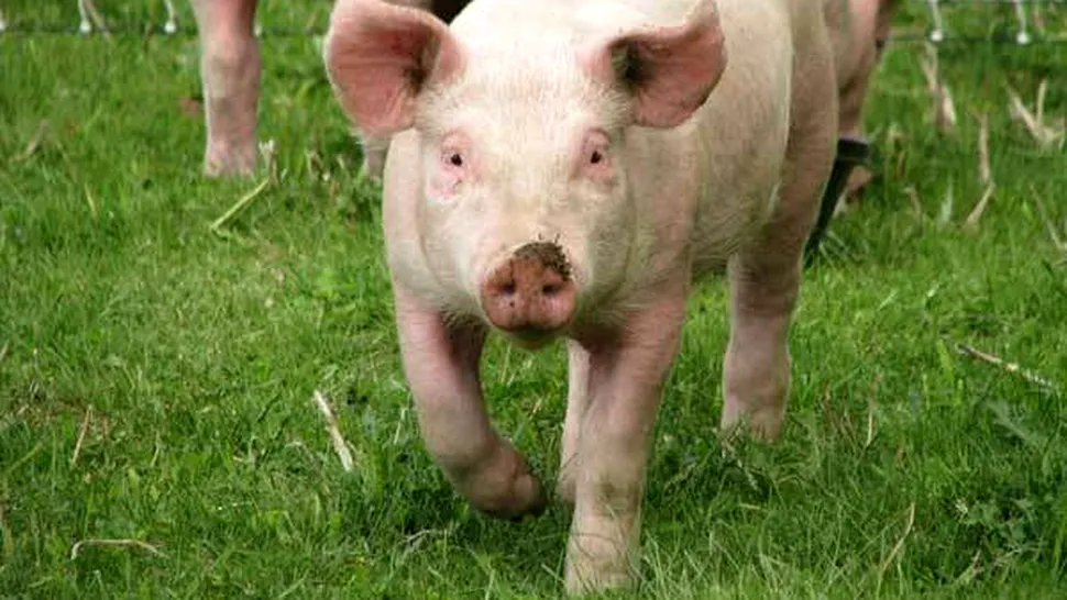 Rolul caracatiței Paul va fi jucat de un porc, pentru campionatul Euro 2012