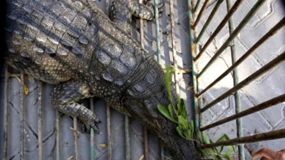 Cât durează să prinzi un crocodil evadat de la Zoo?