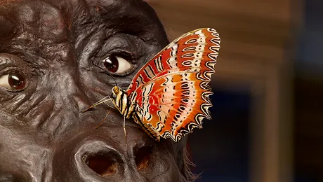 Expoziţie de fluturi tropicali vii, la Muzeul Naţional de Istorie Naturală „Grigore Antipa”