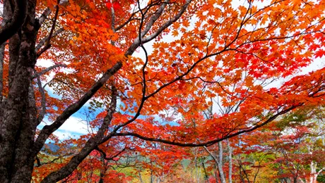 Vremea.Apropo.ro: Prognoza meteo pentru marți, 5 noiembrie 2013