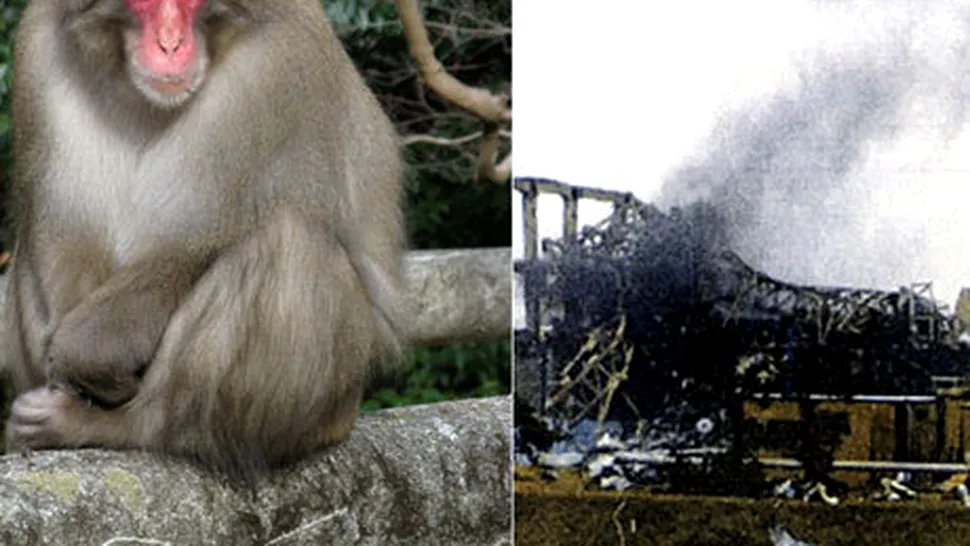 Japonia trimite maimute pentru a verifica nivelul de radiatii de la Fukushima