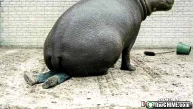 Hipopotam stand pe ingrijitor