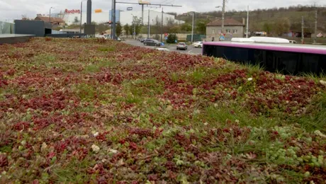 Obstacolele întâlnite în proiectarea acoperișurilor verzi (P)