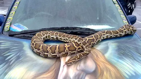 Cele mai cool „tatuaje”, pentru masina ta! (Poze)