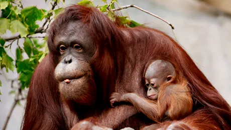 Urangutanii stau mai bine ca oamenii, la capitolul „favoruri”