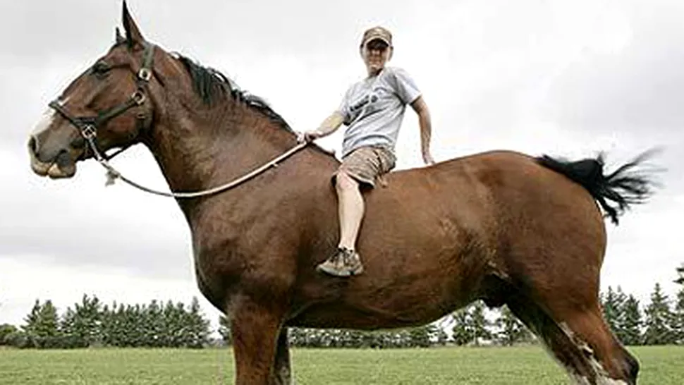 Cel mai inalt cal din lume asteapta sa intre in Cartea Recordurilor