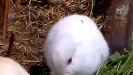 Un iepure mutant s-a nascut in Fukushima, fara urechi (Video)