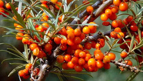 Cătina, cel mai puternic antioxidant al organismului