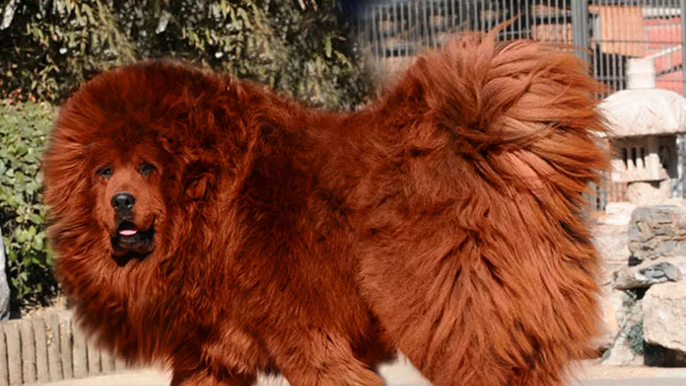 Câine deghizat în leu, la o grădină zoologică din China
