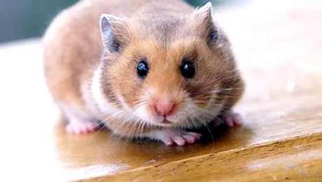 Un hamster a fost „botezat” Iisus, după ce a înviat