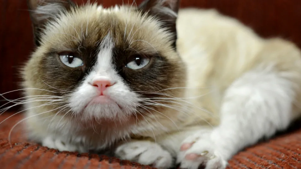 Cea mai tristă pisică din lume a obținut un contract de publicitate