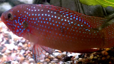 Toți peștii depun ouă?