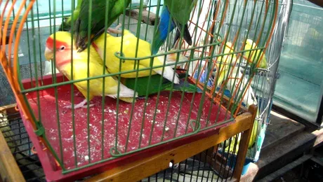 De-ale papagalilor