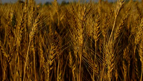 Romania a ajuns codasa la agricultura