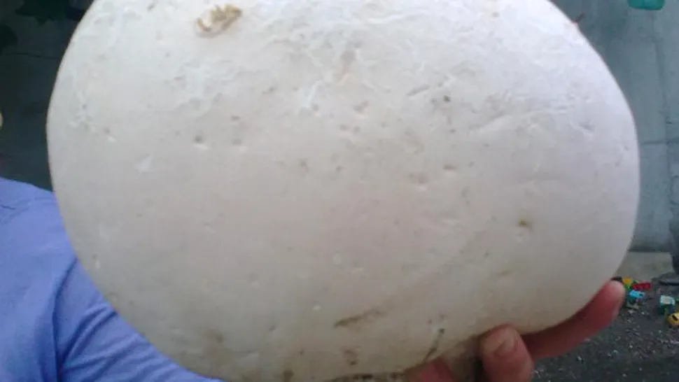 Ciuperca uriasa crescuta in Romania, demna de Cartea Recordurilor