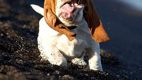 „Plete in vant” este putin spus pentru cateii din rasa Basset (Poze)