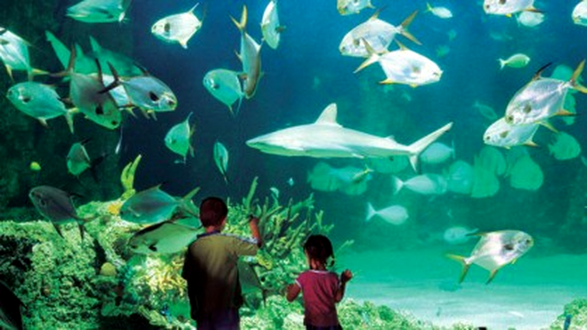 Sydney Aquarium