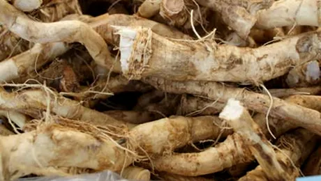 Hreanul, un remediu naturist de pe vremea dacilor