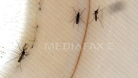 Autoritățile pulverizează pesticide la New York pentru a combate virusul West Nile