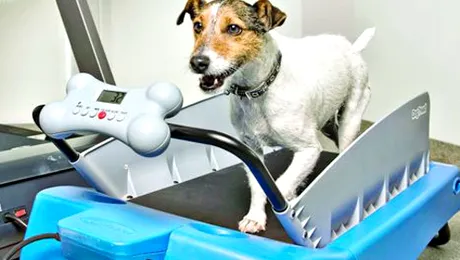 Banda de alergare pentru patrupede! „Dieta” de 1.000 de dolari