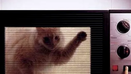 Motivul incredibil pentru care un adolescent a gătit o pisică, la microunde