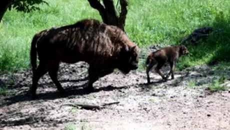 Romania are patru rezervatii de zimbri