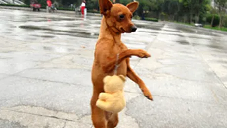 Lu Lu, catelul care prefera sa mearga in doua labute