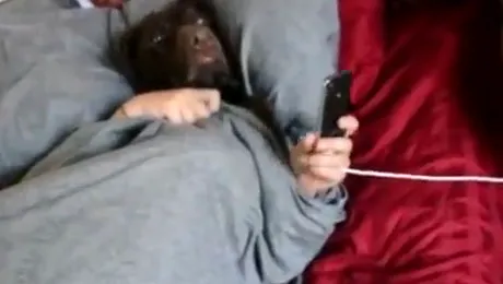 Așa arată o zi obișnuită din viața unui câine (Video)