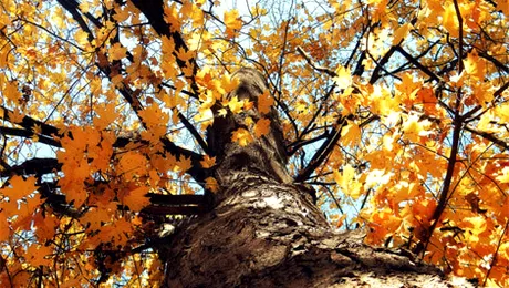 Vremea.Apropo.ro: Prognoza meteo pentru marți, 19 noiembrie 2013