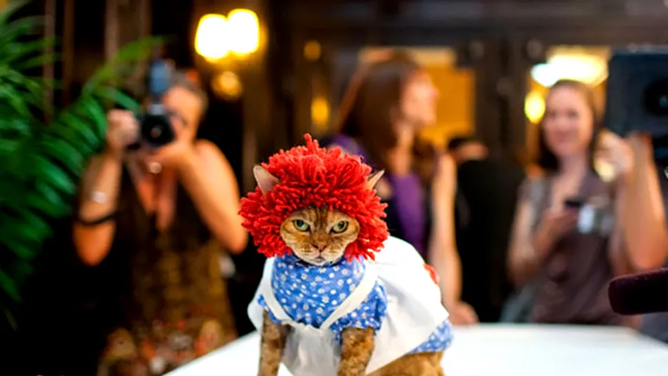 Cand pisica nu-i acasa..., e la Feline Fashion Show (Poze)