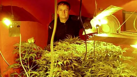 Politia sarbatorea captura de canabis, iar hotii o furau pe usa din dos