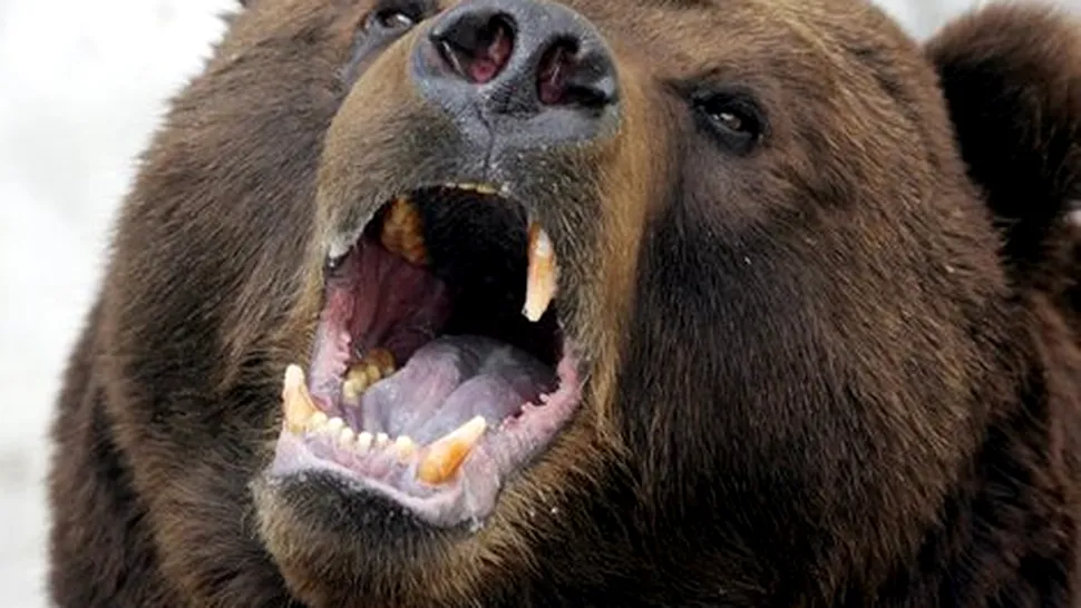 Urs cu comportament agresiv, liber prin pădurile din Prahova