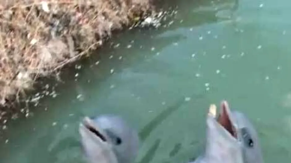 Delfini maidanezi pe raul Dambovita (Video)