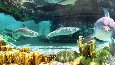 Animale care stiu sa foloseasca ustensilele