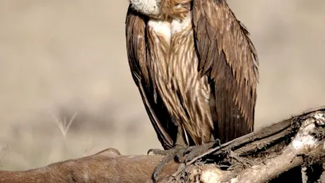 Politia germana antreneaza vulturi pentru a gasi cadavre