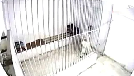 VIDEO SOCANT: Un puscarias din Turcia si-a dat foc, desi avea mainile incatusate la spate!