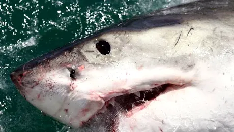 Superprădătorul care a mâncat un rechin Marele Alb