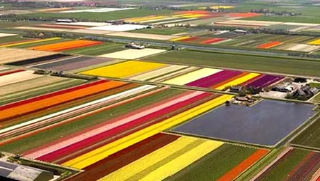 Olanda sarbatoreste multicolor Festivalul Lalelelor (Poze & Video)