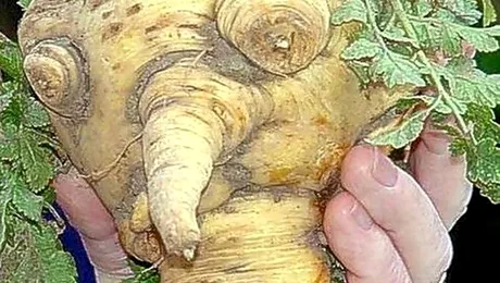 24 de legume cu cele mai ciudate forme din lume (Poze)