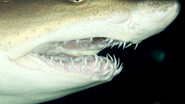 rechin tigru de nisip