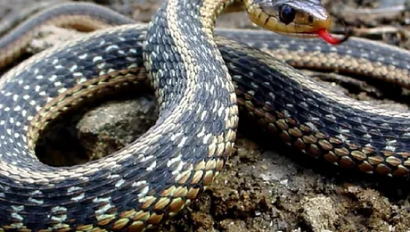 O femeie s-a trezit cu un cuib de serpi in casa!