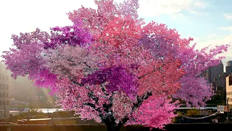 40 de fructe într-un singur copac