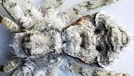 Iata paianjenul cu fata umana!