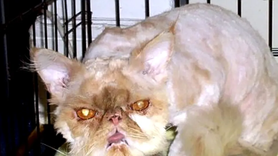 Cea mai urata pisica din Marea Britanie si-a gasit stapan
